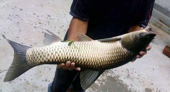 钓鱼钓了一条40斤的大鲫鱼,钓鱼钓了十斤的大鱼