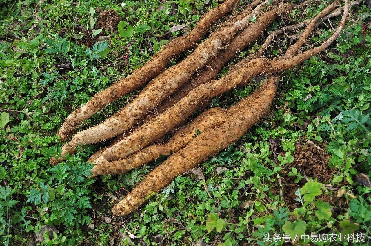 山药地下害虫怎么防治,山药主要病虫害有哪些