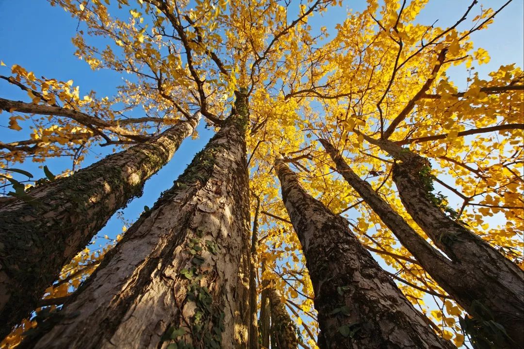 天凉好个秋，一起来感受秋日广东乡村的多样色彩吧！