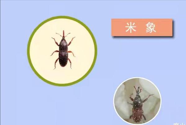 大米袋子如何密封不生虫,大米生虫后可以直接密封保存吗