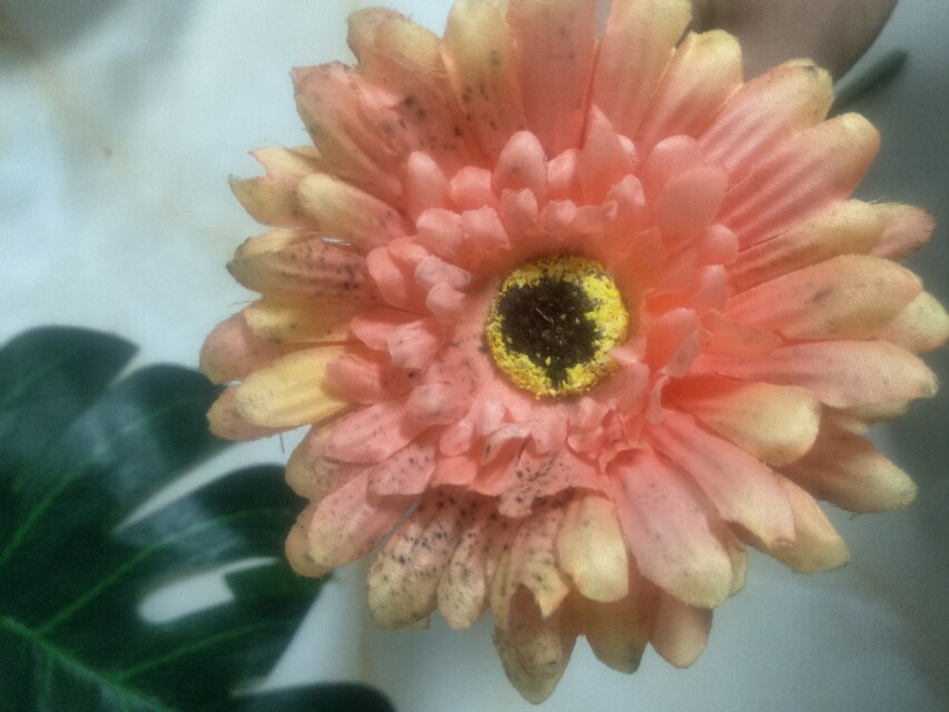 霉斑怎么除掉,小窍门发霉的东西怎么洗掉霉斑