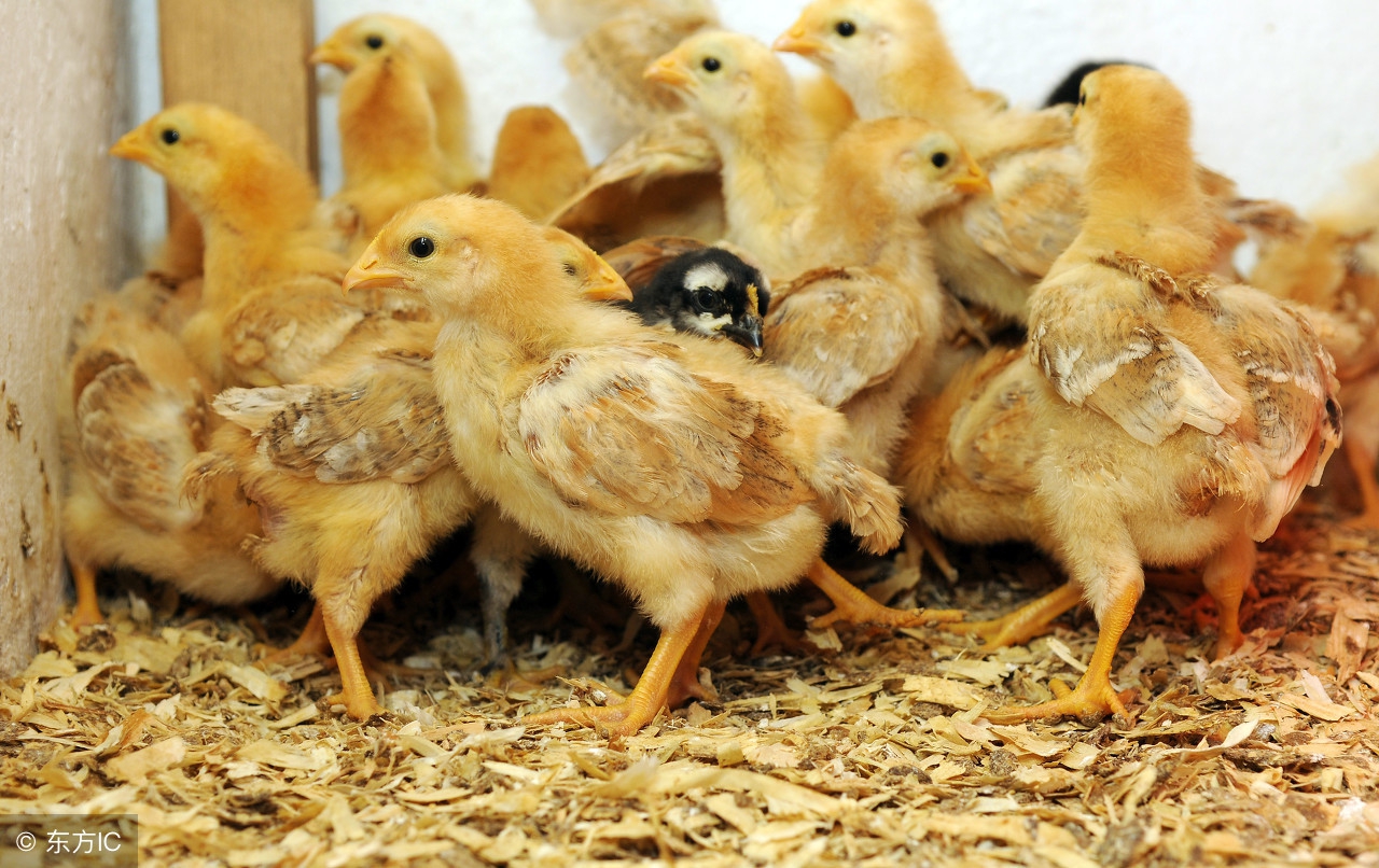 鸡常见的呼吸道疾病,鸡常见传染性疾病