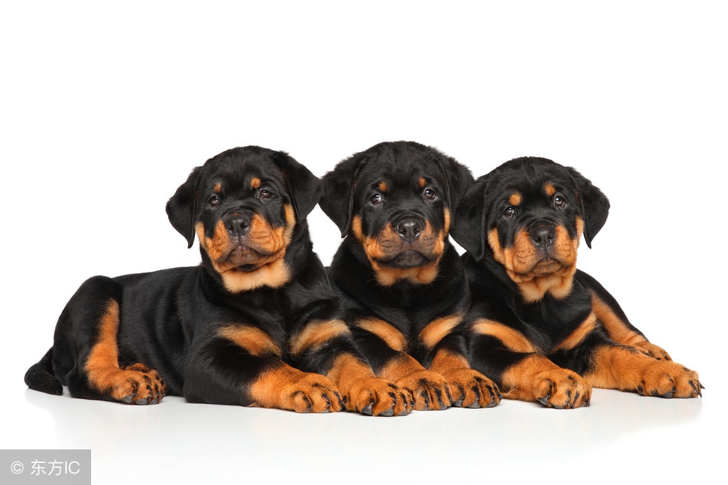 金毛幼犬的狗粮泡到什么程度能吃,幼犬狗粮怎么泡视频教程