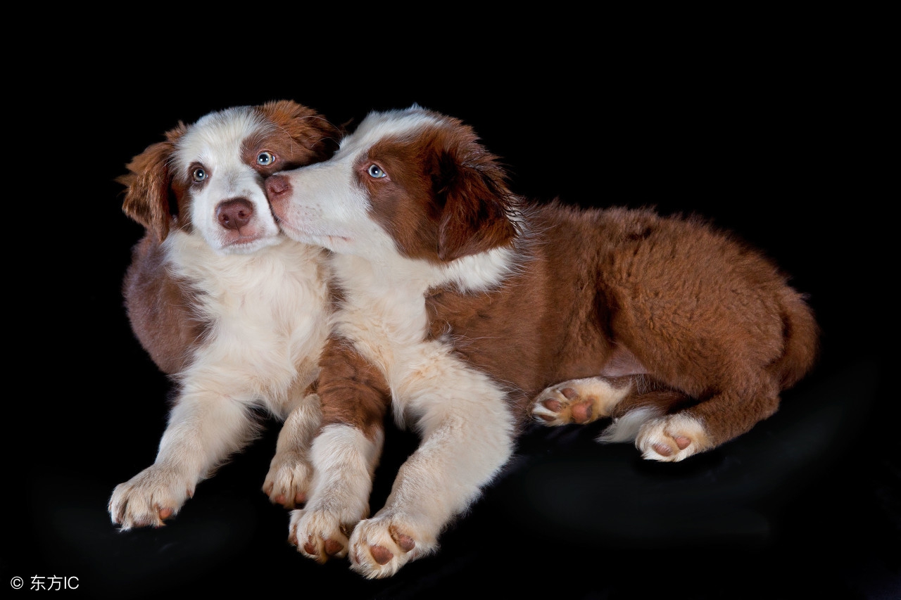 金毛幼犬的狗粮泡到什么程度能吃,幼犬狗粮怎么泡视频教程
