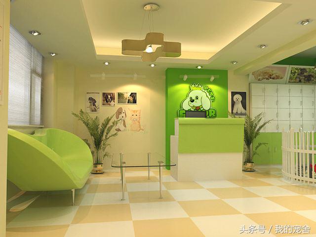 新手开宠物店需要做什么准备,开宠物店创业新手入门教程