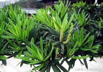 罗汉松黄叶干枯还能恢复吗,罗汉松叶子发黄干枯如何补救