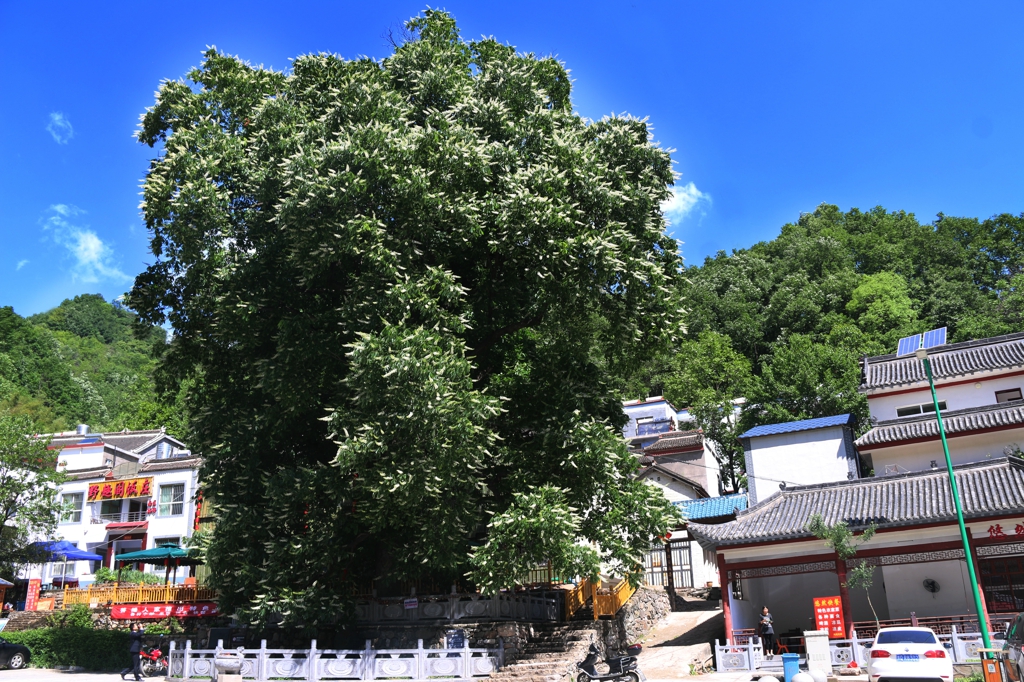 重渡沟景区官方抖音,栾川县重渡沟9.9元门票