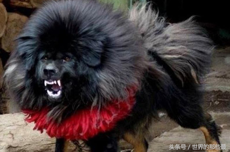 大型猛犬体型和体重排名,猛犬界5种单挑实力最强的狗