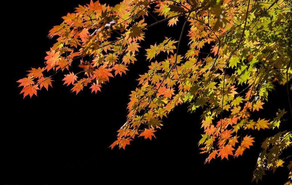 秋叶红了女声版,秋叶红了意境美文