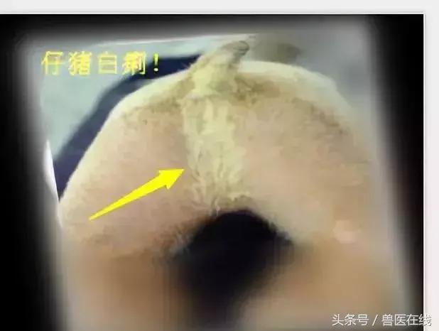 通过看猪的粪便分析症状,看粪便识猪病