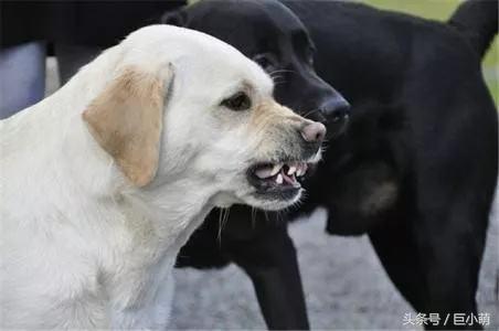 狗狗有狂犬病会出现哪几种表现,狗狗有狂犬病的四大表现