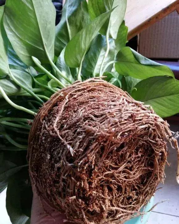 绿萝浇什么才能长得茂盛,绿萝浇什么水才能长得更茂盛