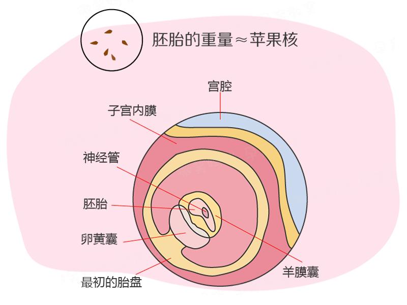40周怀孕全程指导在线阅读,孕34周到孕35周胎儿几乎没长