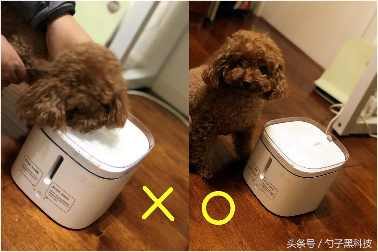 你知道为什么家中的猫狗总喜欢去马桶里喝水吗？原来问题在这里！