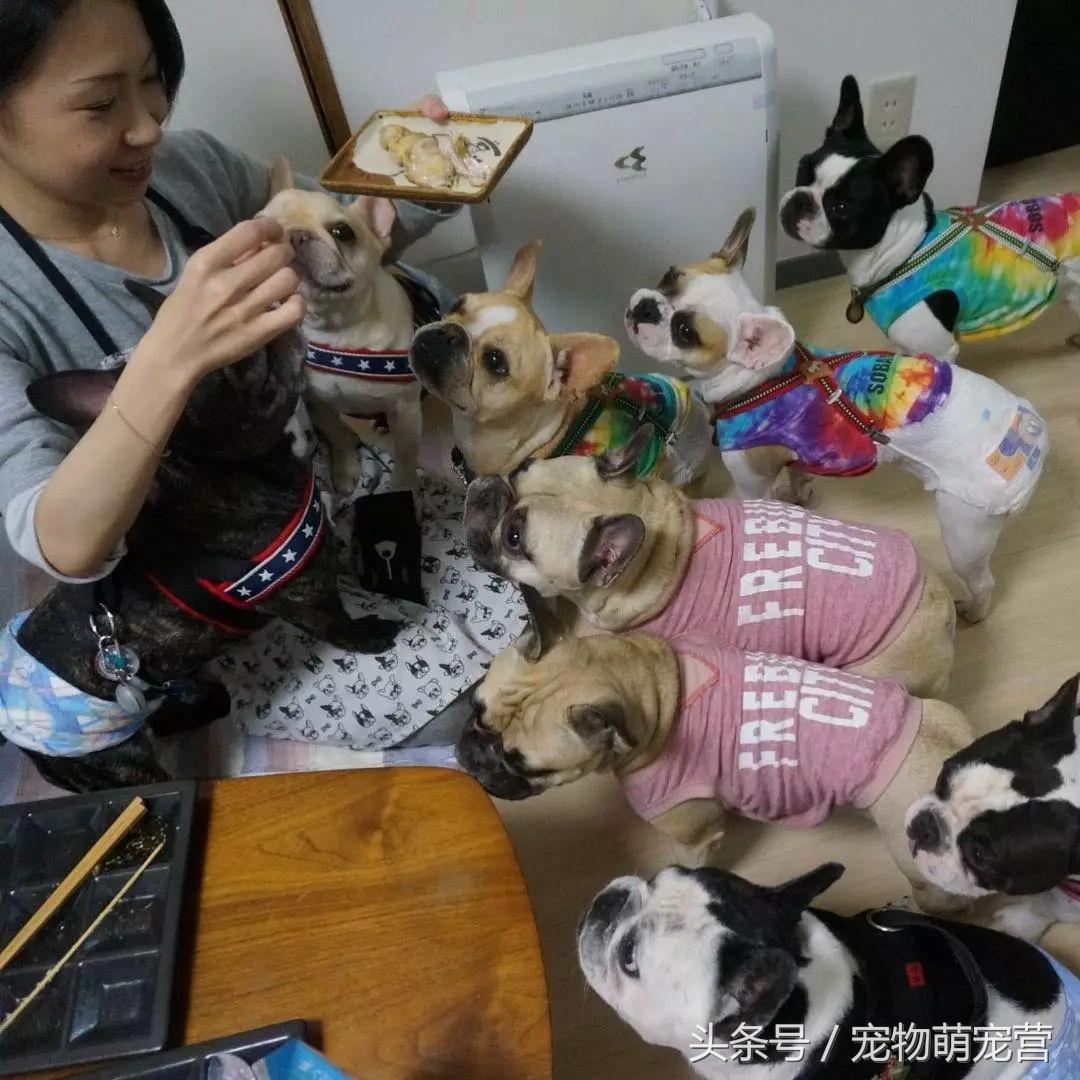 斗牛犬多长时间生小狗,斗牛犬需要关注事项