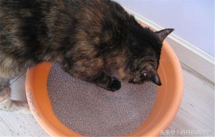 玉米猫砂的危害,玉米猫砂的缺点