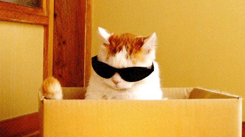 gucci所有女明星,女明星gucci