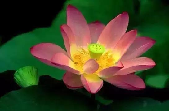 世界各国国花国鸟国树,世界各国的国花完整版