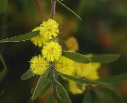 世界各国国花国鸟国树,世界各国的国花完整版