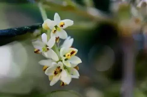 世界各国国花国鸟国树,世界各国的国花完整版