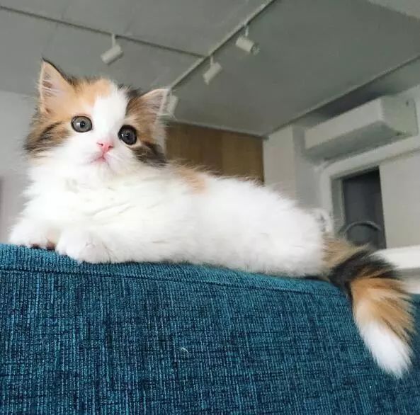 “如果被萌坏了，我帮你叫110救护车！”