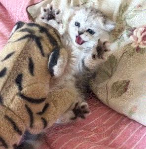 “如果被萌坏了，我帮你叫110救护车！”