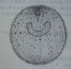 常见鱼病寄生虫防治,鱼类寄生虫哪种最危险