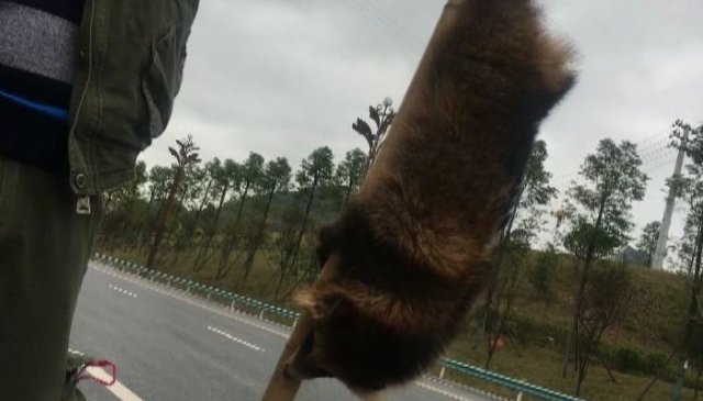 男子路边叫卖这种动物，还说味道鲜美，结果记者调查发现……