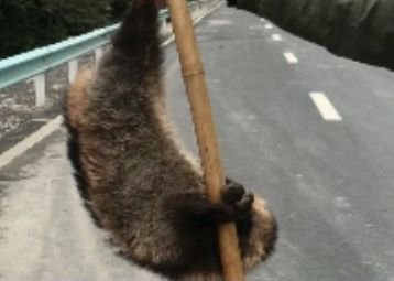 男子路边叫卖这种动物，还说味道鲜美，结果记者调查发现……