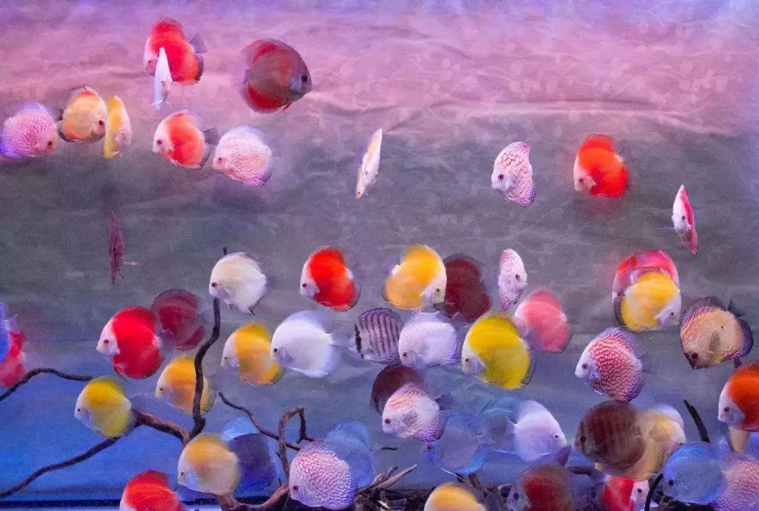 店铺养鱼风水怎么样,风水养鱼应该养几条