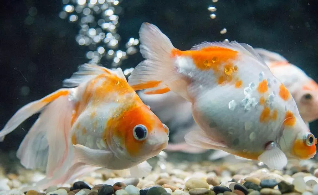 店铺养鱼风水怎么样,风水养鱼应该养几条