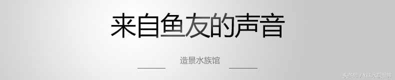 矮珍珠养护关注事项,矮珍珠草坪造景