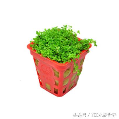 矮珍珠养护关注事项,矮珍珠草坪造景