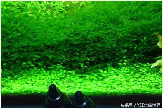 矮珍珠养护关注事项,矮珍珠草坪造景