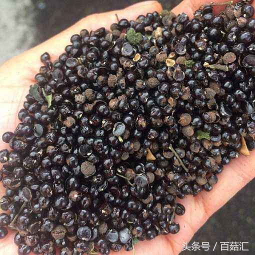 花椒里的花椒籽必须挑出来吗,花椒粒要扔掉吗