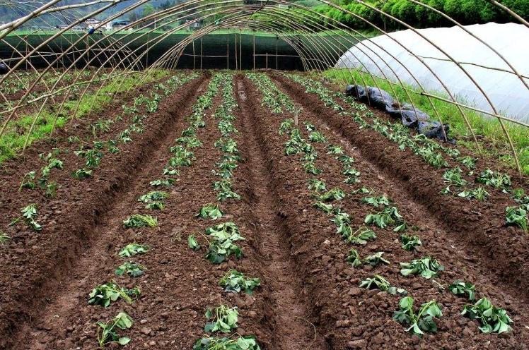 草莓刚开花要怎么管理,草莓开花后如何管理