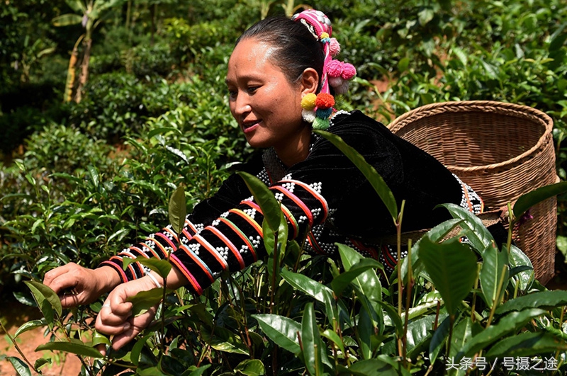十大普洱茶品牌茶厂,临沧普洱茶十大品牌