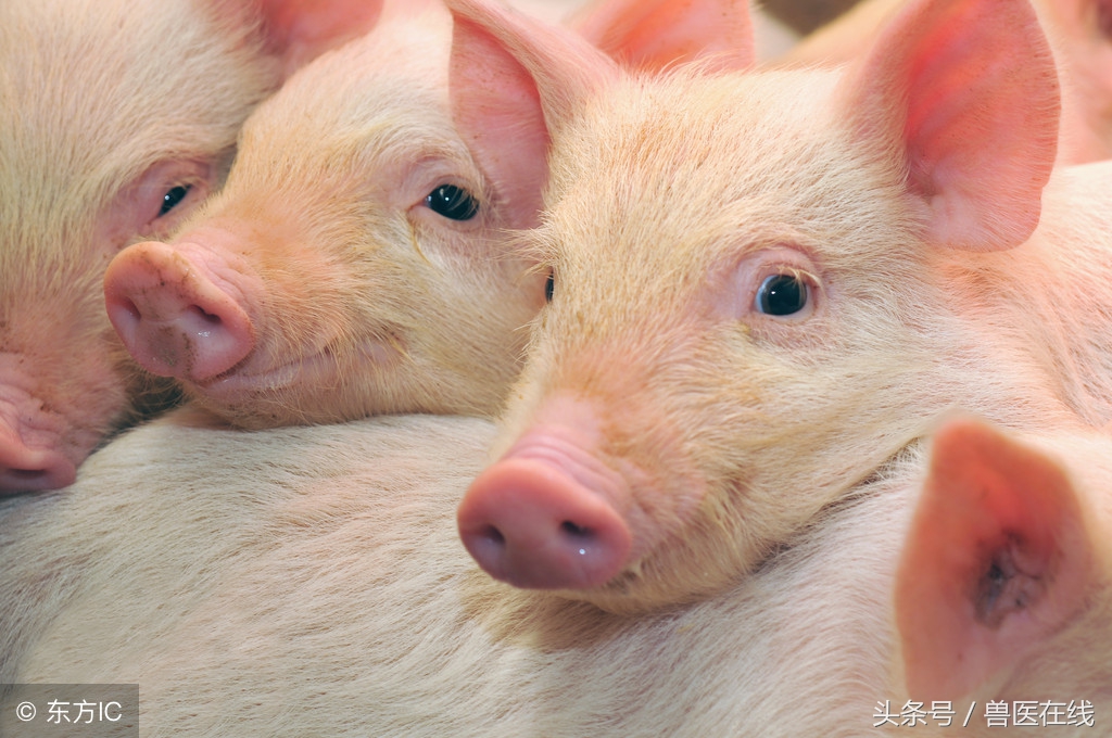 养猪知识猪低烧,养猪技术猪发热怎么办