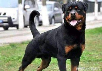 十大禁养猛犬排行,藏獒在世界十大猛犬的排名