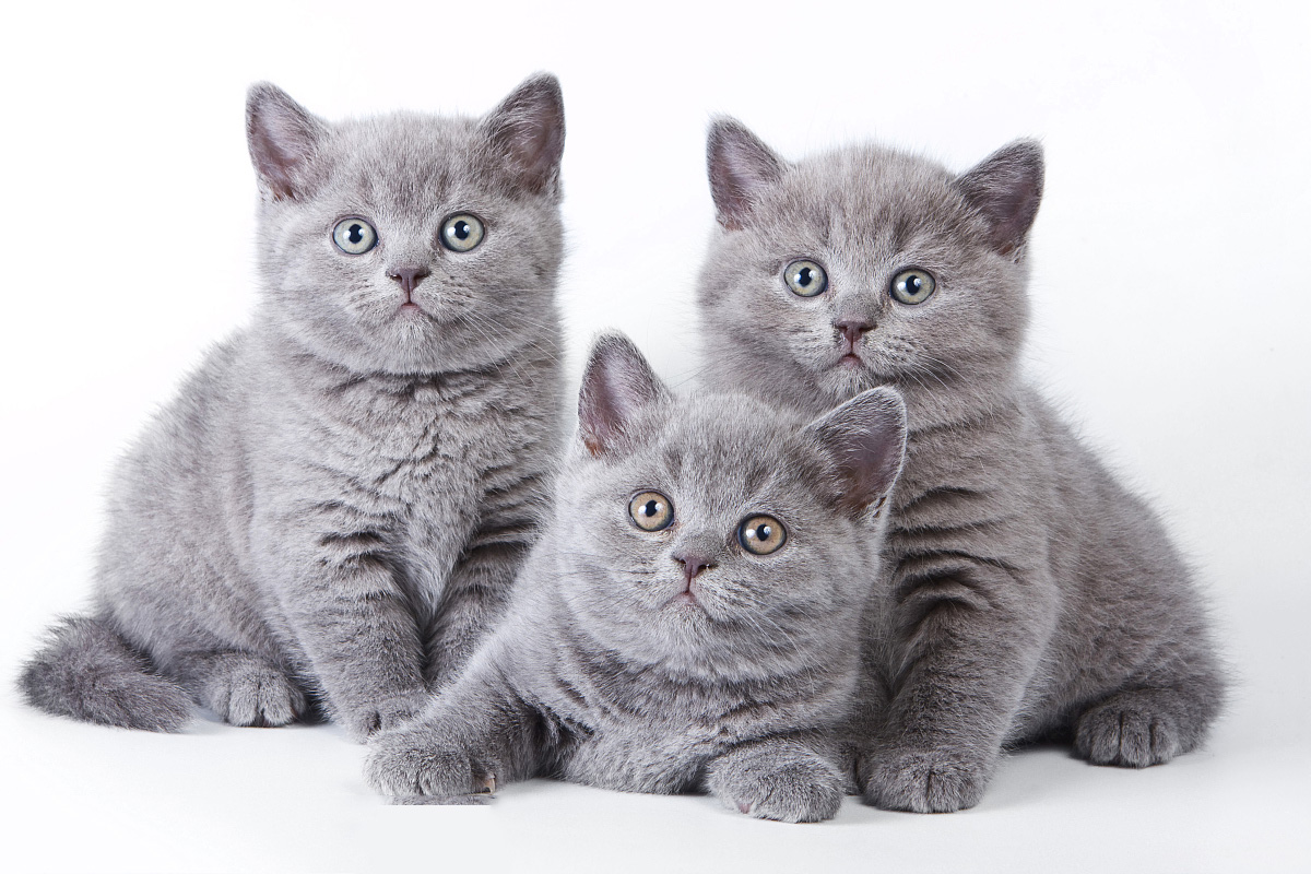 猫咪全身照片,猫咪身体各种形状图片