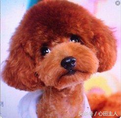 养宠物泰迪犬的正确饲养方法,家养泰迪的的生活习性