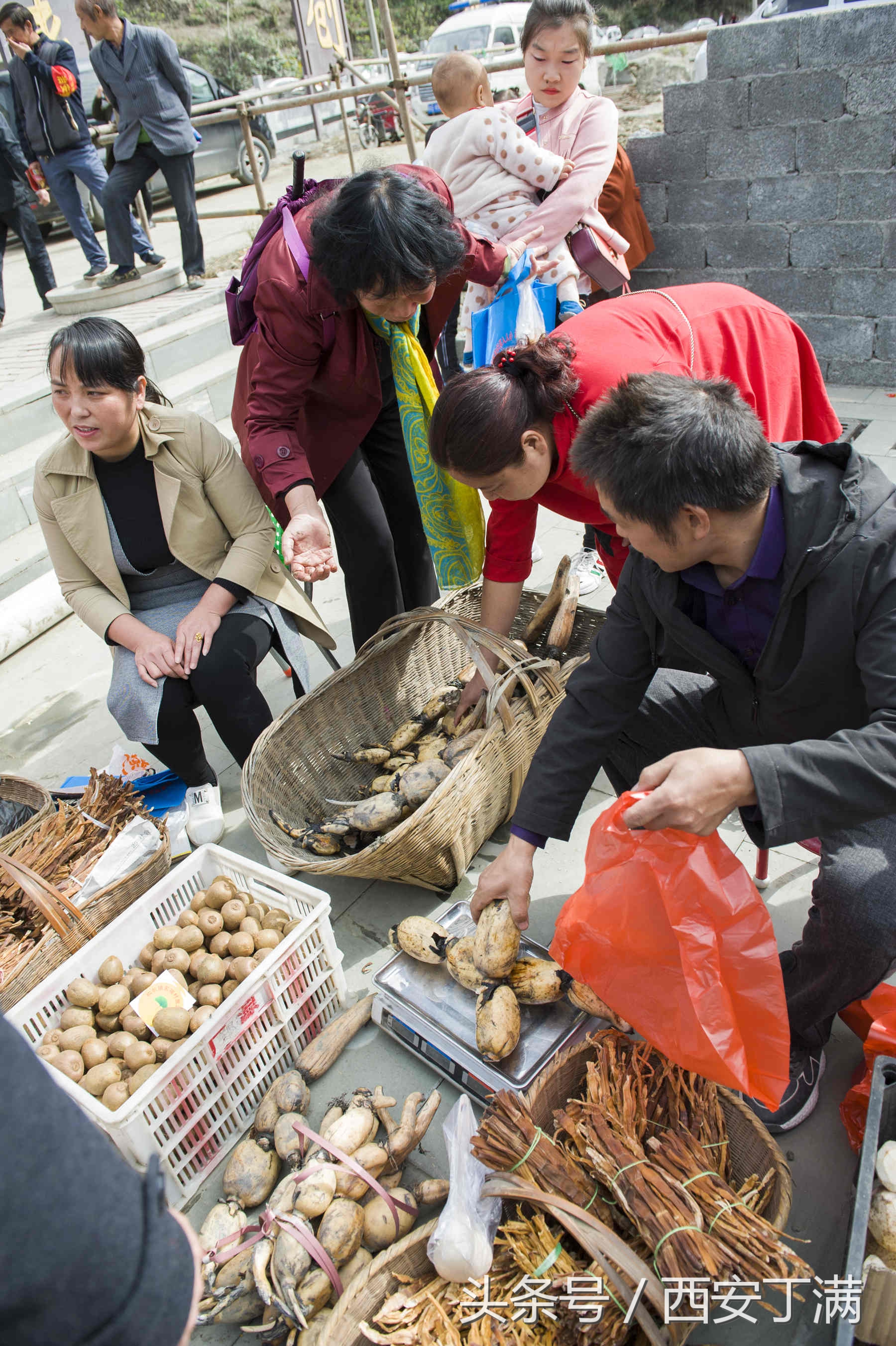 白河东坡千年银杏,白河县构扒镇千年银杏