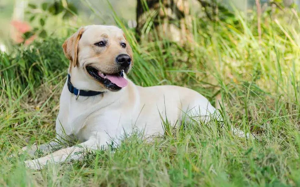 小黑色拉布拉多犬挑选标准照片,巧克力色拉布拉多犬幼犬特征