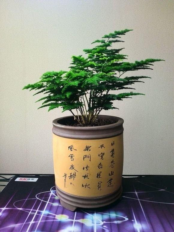 花卉黄叶解决方法,园林花卉黄叶下垂怎么处理好