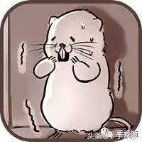 这只竹鼠看起来生病了,华农兄弟这只竹鼠好像中暑了