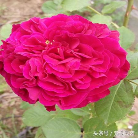 藤本月季修剪后关注事项,藤本月季小苗怎么修剪能尽快爬藤