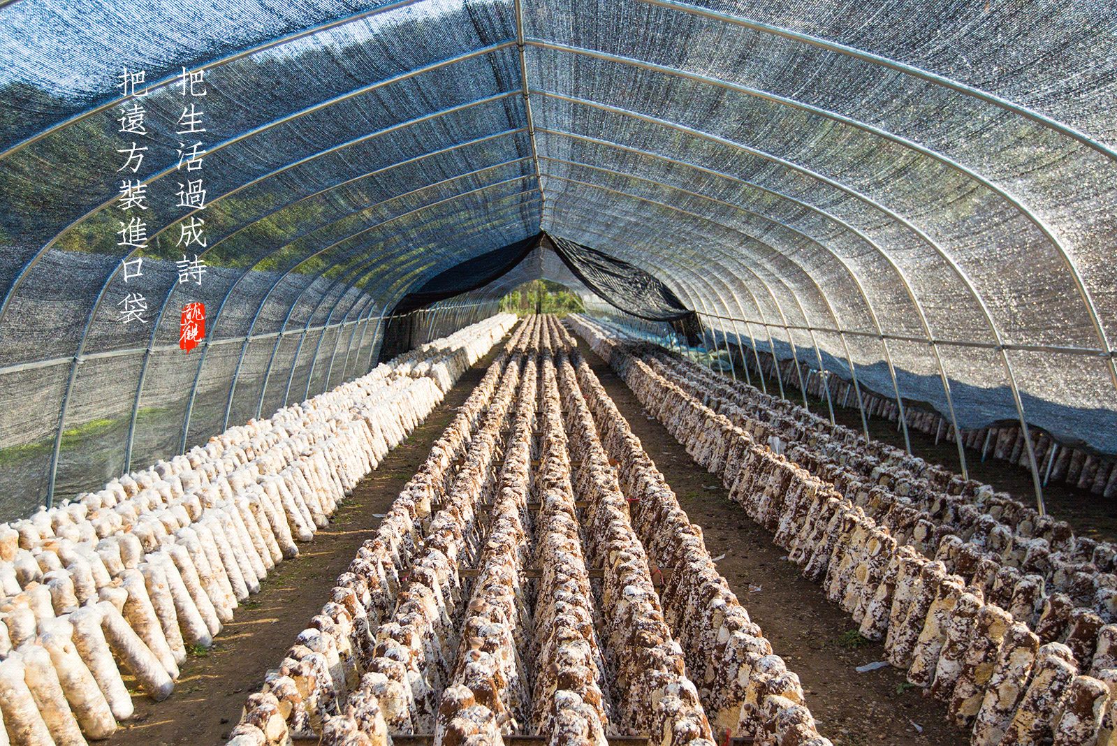 把远方装进口袋，把生活过成诗，带你龙观一日游