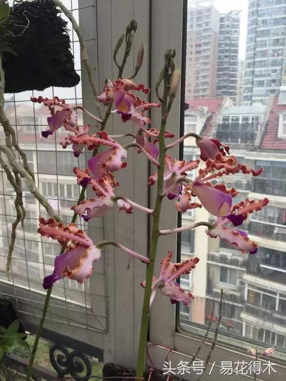 香蕉兰和翠兰有什么区别,兰花四季兰最好最香的品种