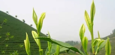茶叶抗癌的十大证据,暴殄天物啊下一句