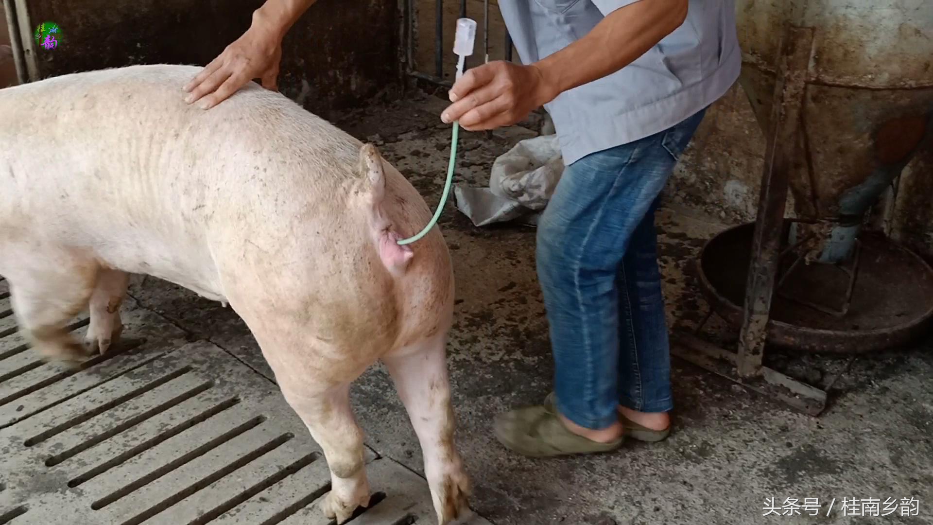 如何给母猪合理人工授精,怎么给母猪人工授精呢